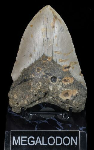 Bargain, Megalodon Tooth - North Carolina #67313